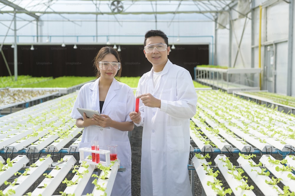 Scienziato che lavora in una serra idroponica, cibo pulito e concetto di scienza alimentare