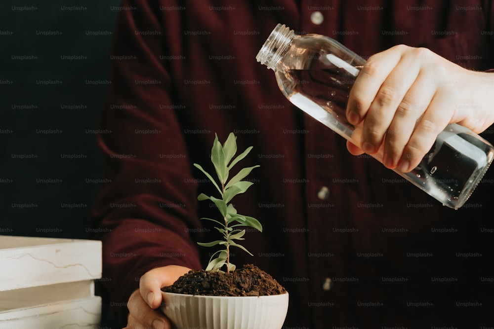 a person holding a glass bottle over a small plant
