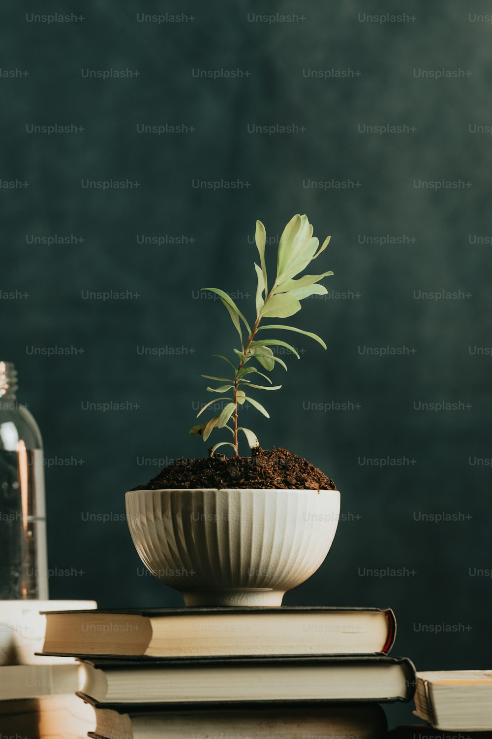 책 더미 위에 하얀 그릇에 담긴 작은 식물