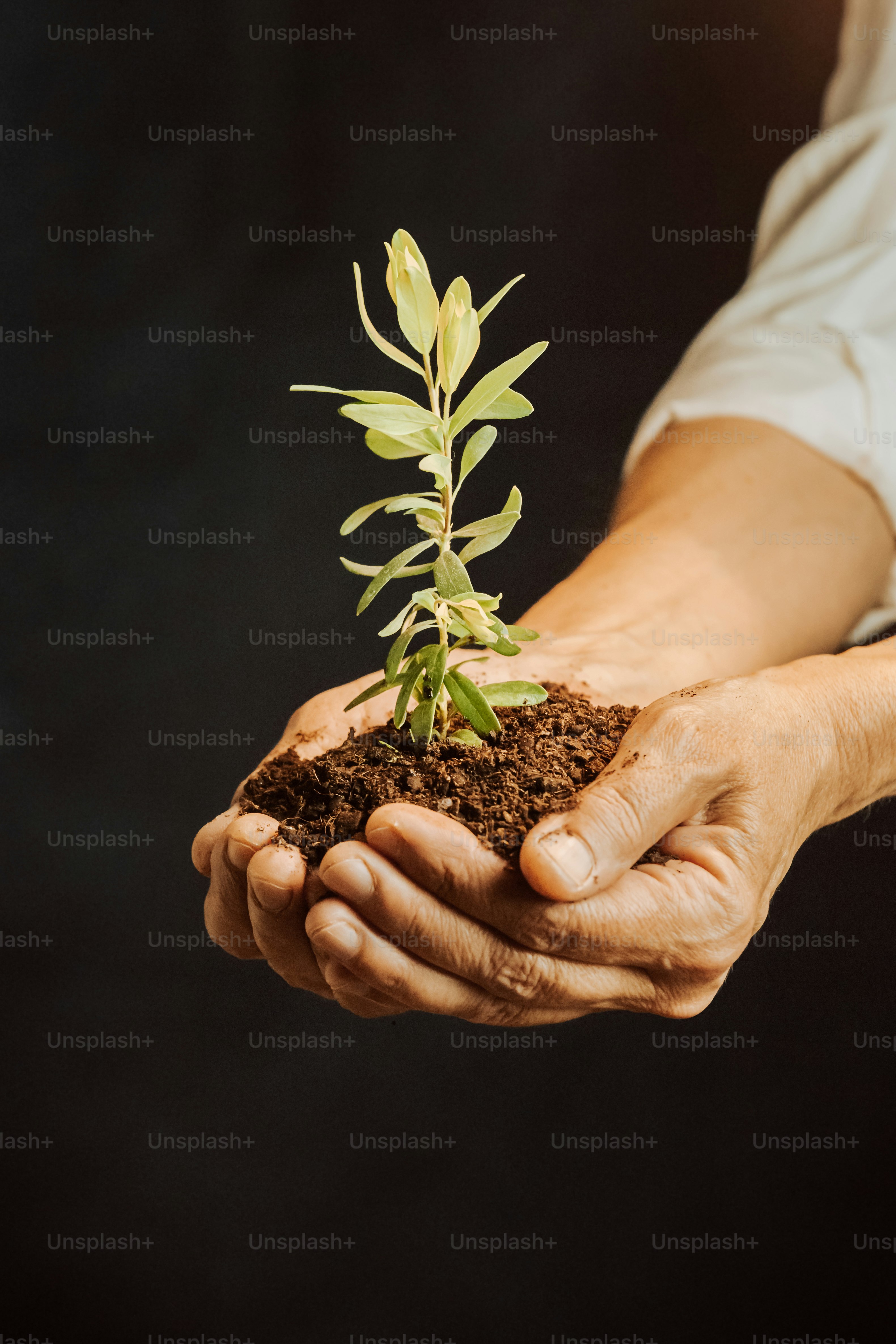 a person holding a plant in their hands