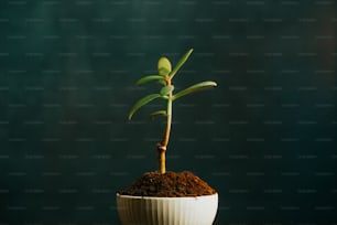 uma pequena planta verde em uma tigela branca