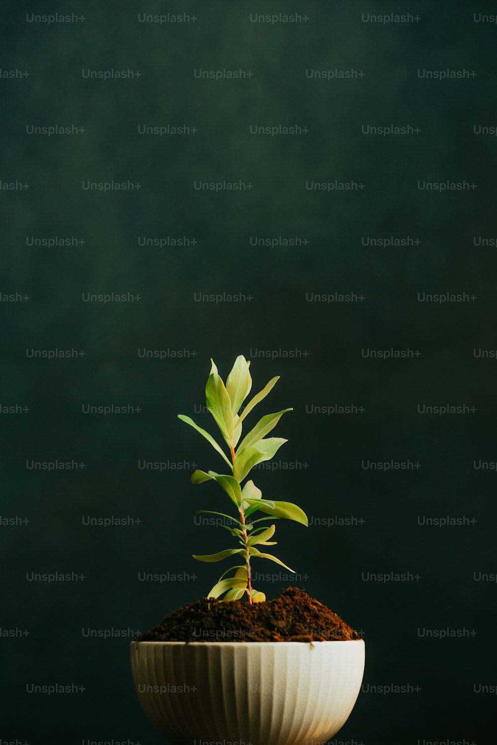 a small plant in a white bowl on a table