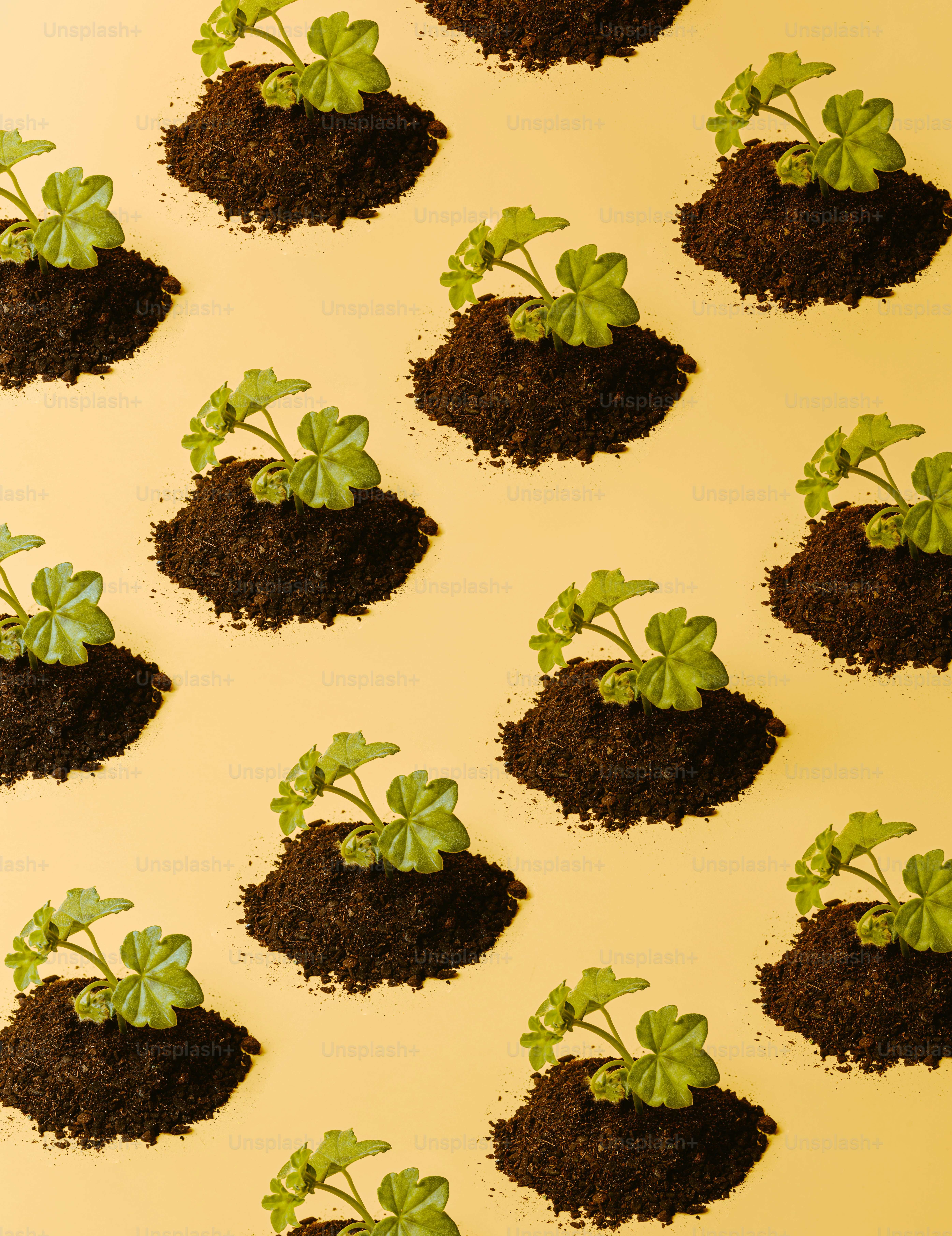 um grupo de pequenas plantas verdes que crescem da sujeira