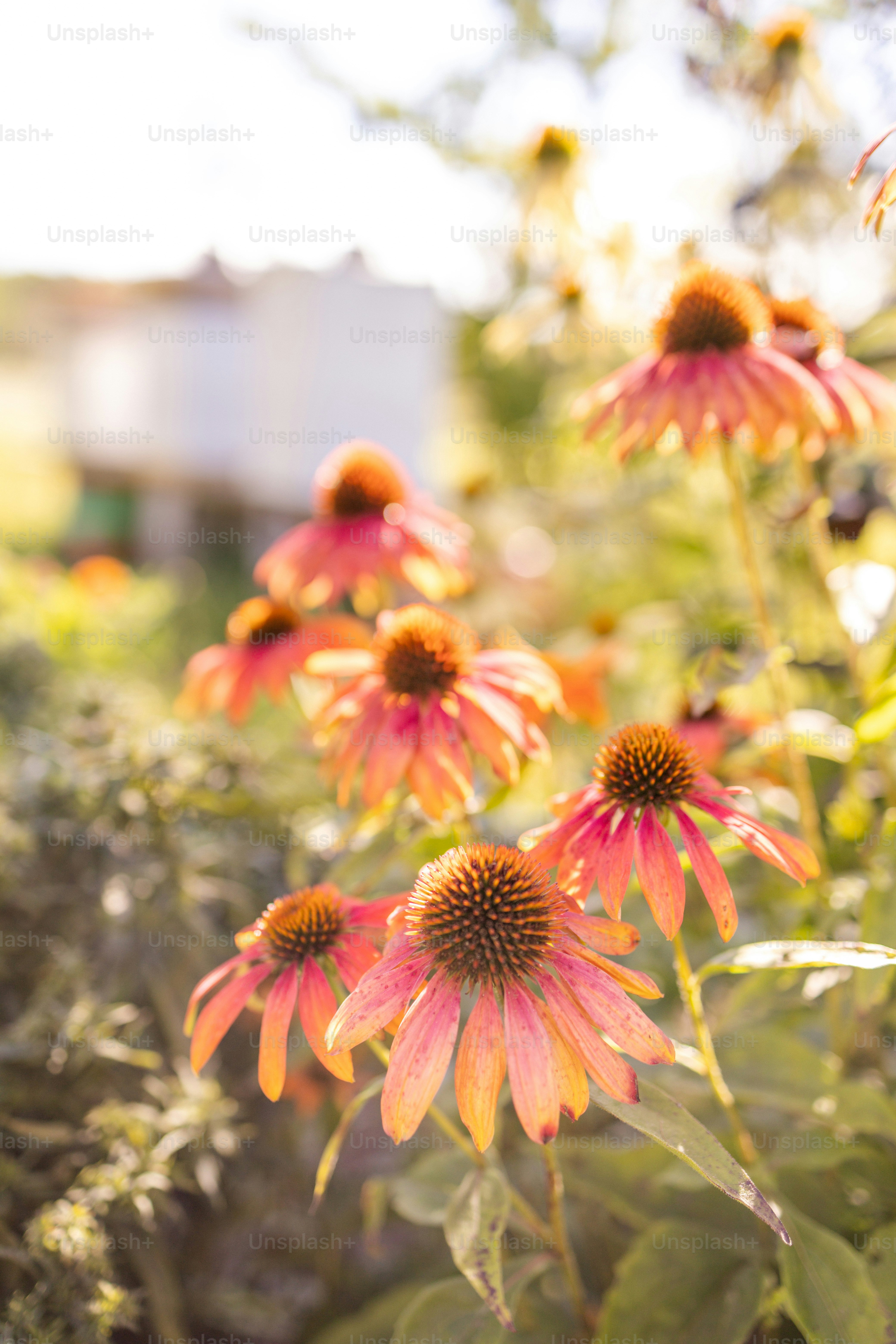 a bunch of flowers that are in the grass