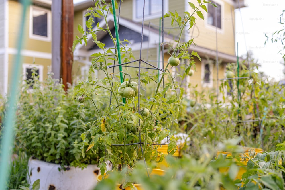 a garden with tomatoes growing in it and a house in the background