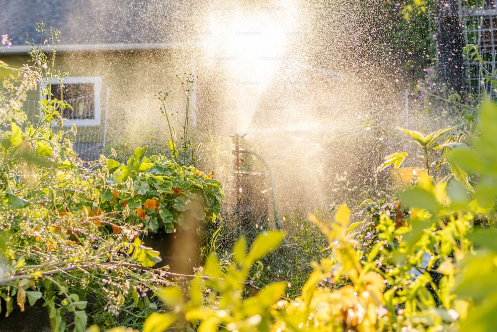 a sprinkler spraying water on a garden