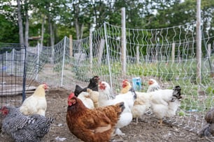 a group of chickens standing around in a fenced in area