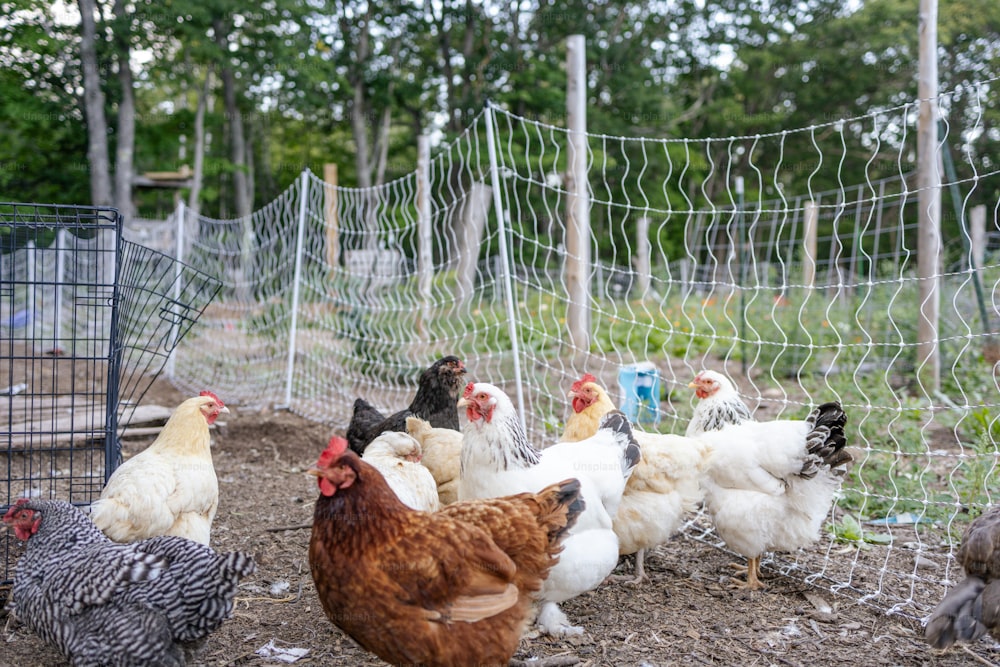 Un grupo de pollos parados en un área cercada