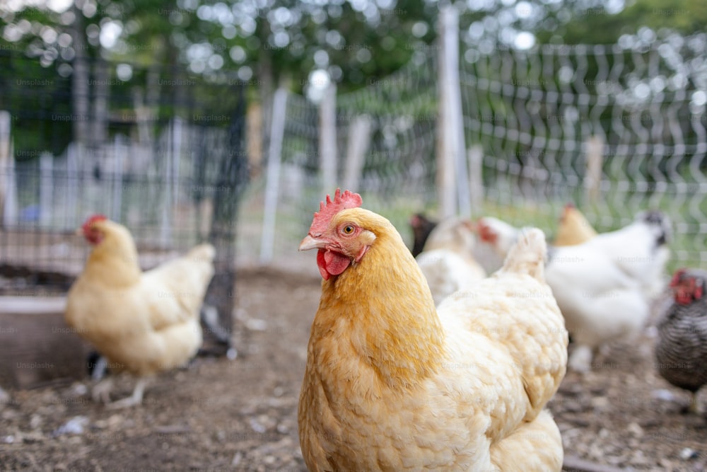a group of chickens in a fenced in area