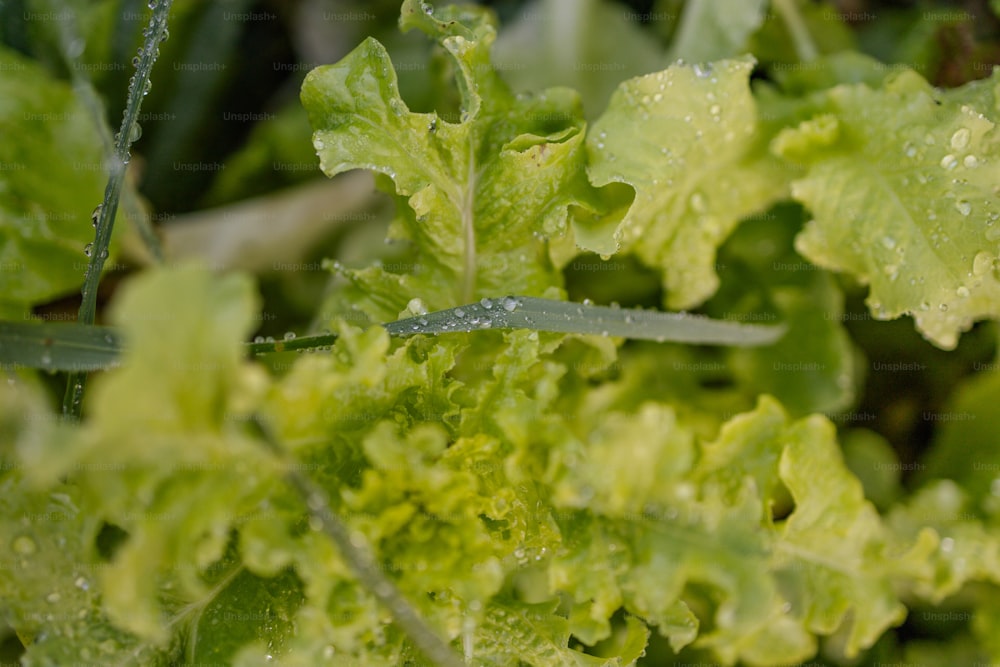 a close up of a green leafy plant with drops of water on it