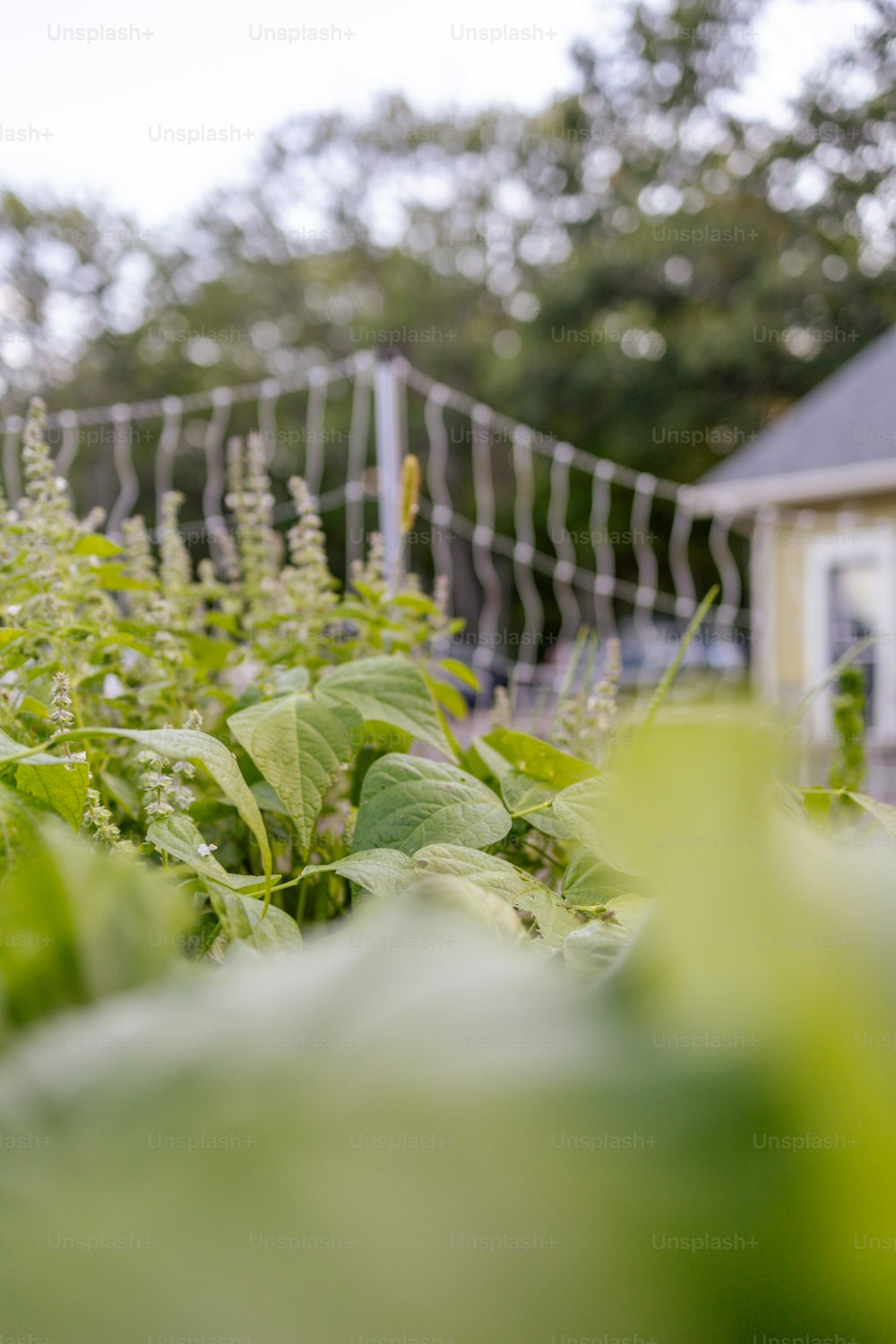 a field of plants with a house in the background