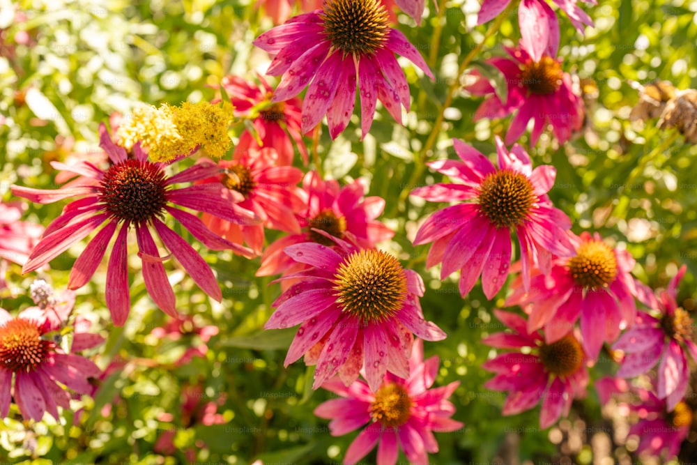 a bunch of pink flowers in a garden