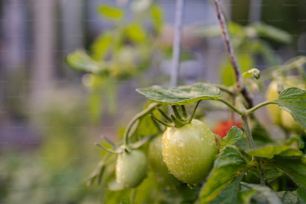 Un primer plano de una planta con tomates creciendo en ella