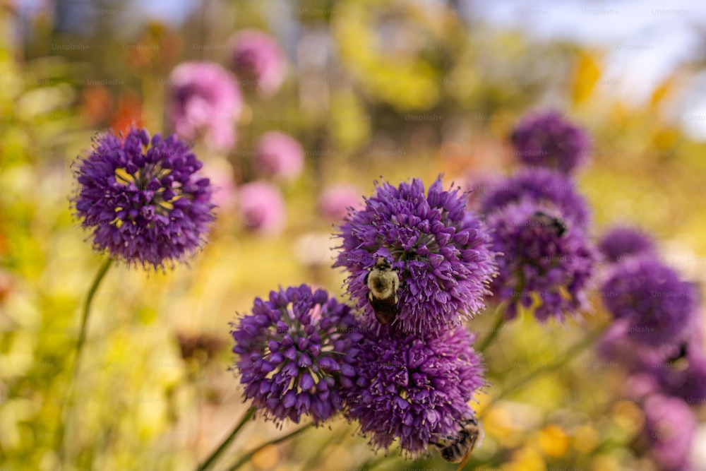 a bunch of purple flowers in a field