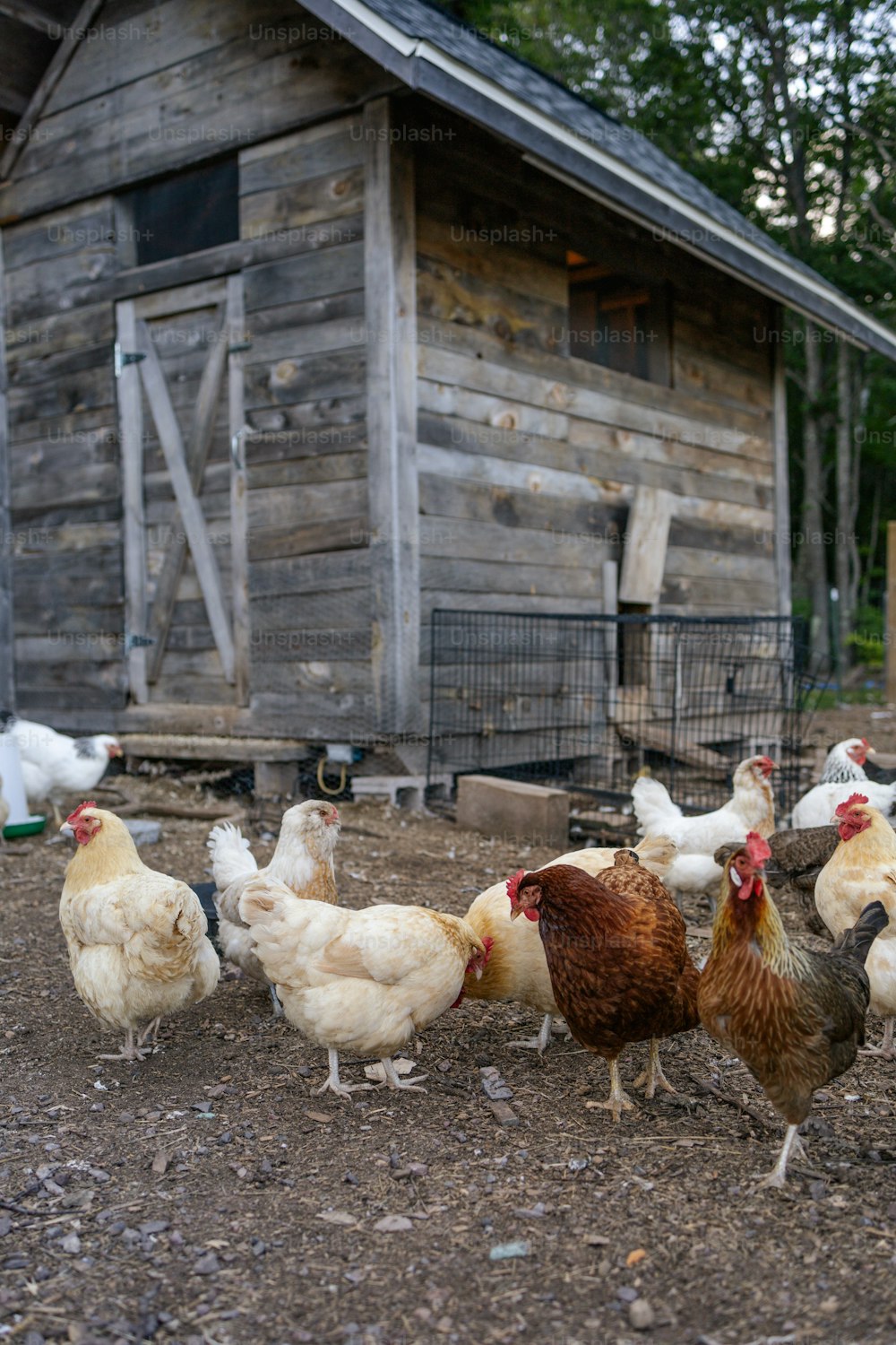 a group of chickens standing in front of a barn