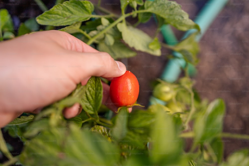 uma pessoa colhendo um tomate de uma planta