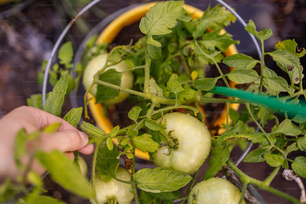 Una persona está recogiendo manzanas de un árbol