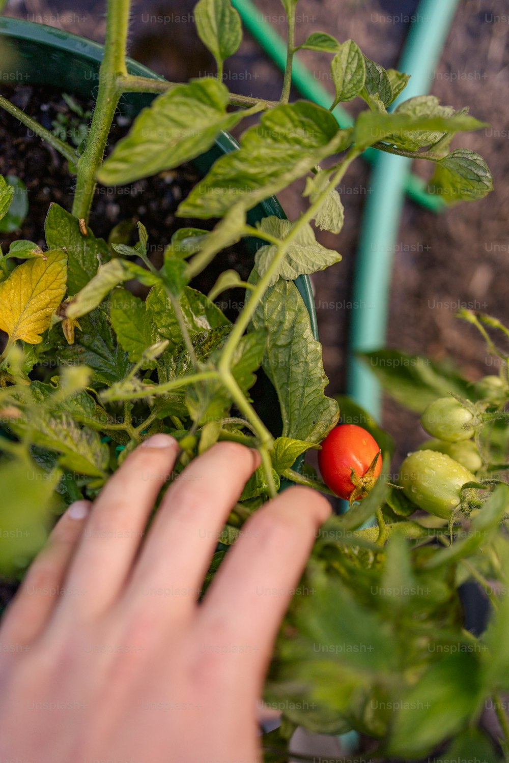 a hand reaching for a tomato on a plant