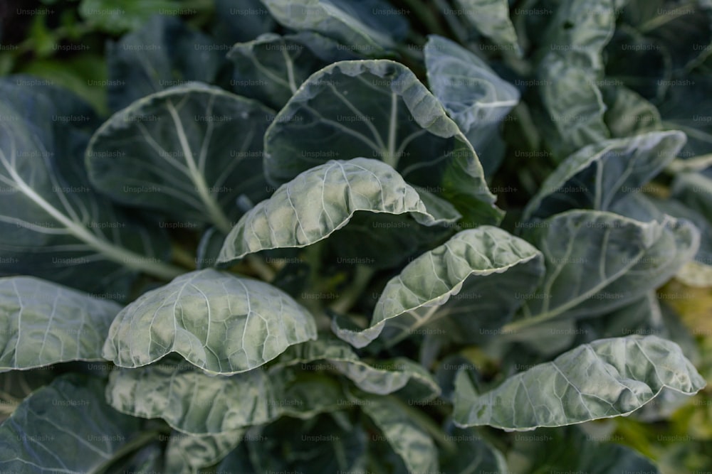 a close up of a green plant with leaves