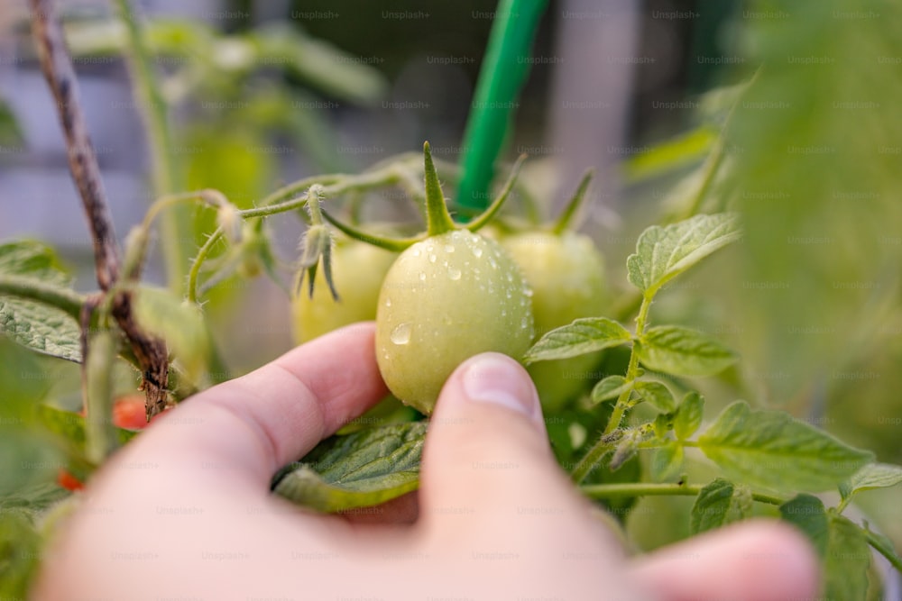 a hand picking a green tomato off of a plant