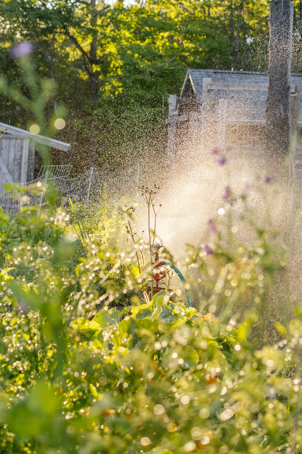 a sprinkler spraying water on a garden