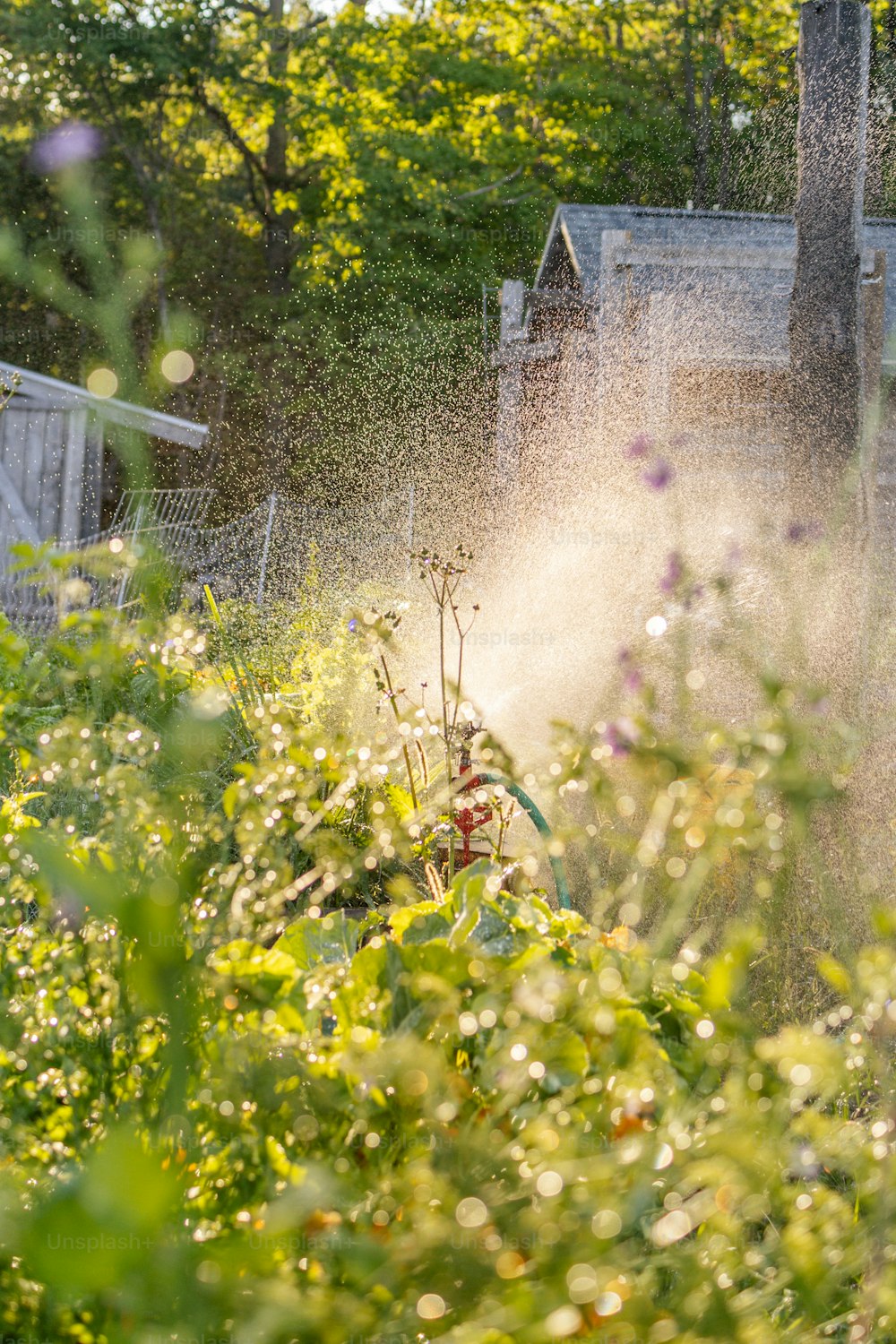 um aspersor borrifando água em um jardim