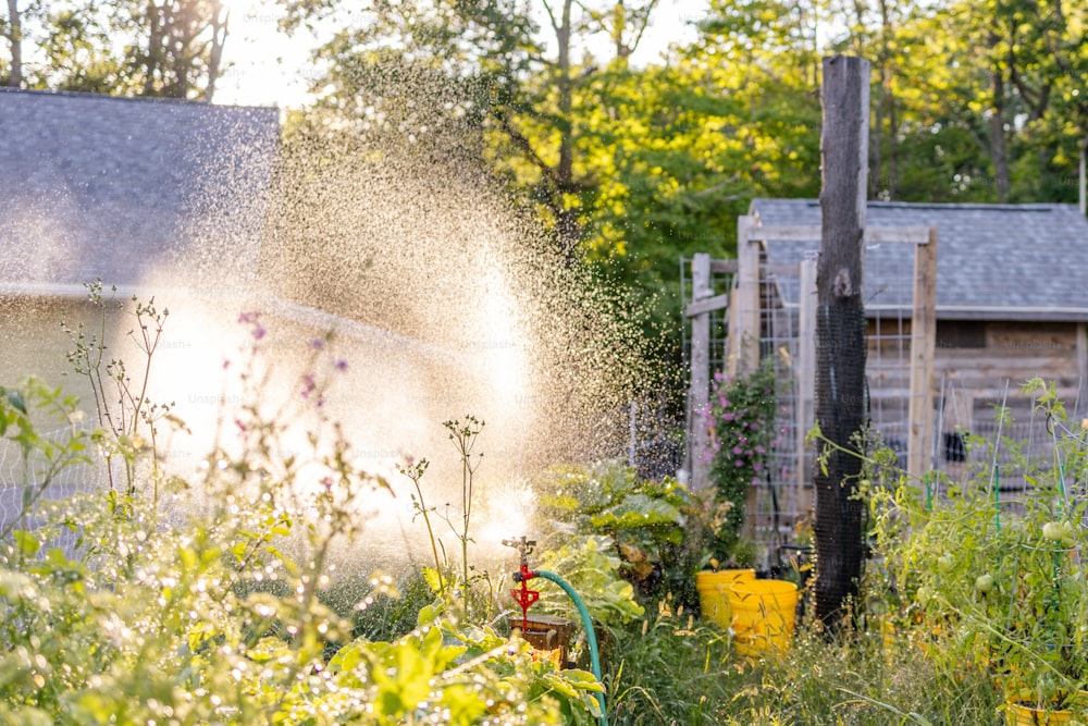 a fire hydrant spewing water into a garden