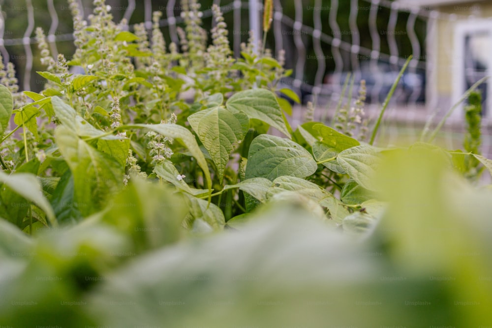 a close up of some plants near a fence