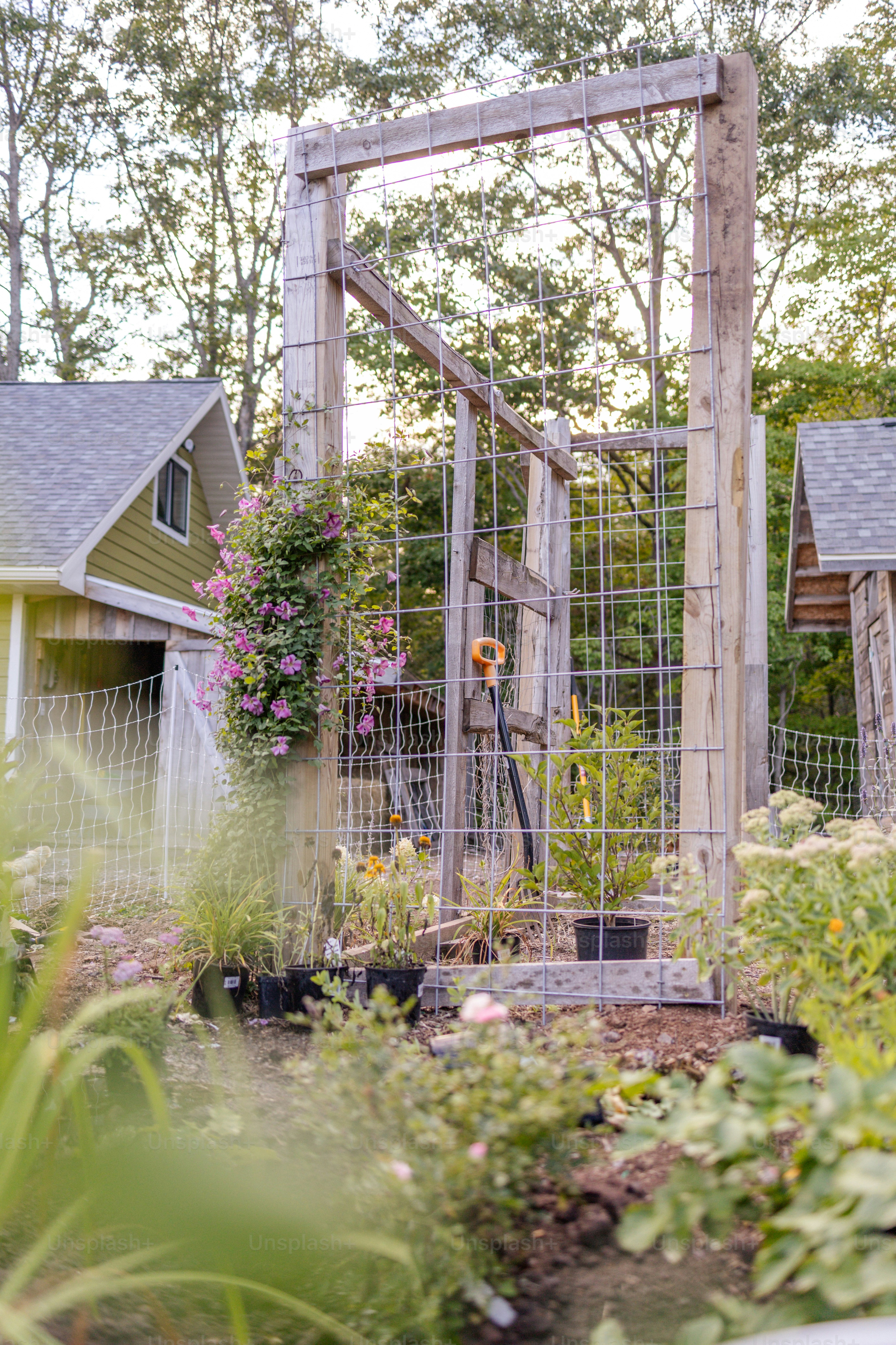 a garden area with a trellis and various plants