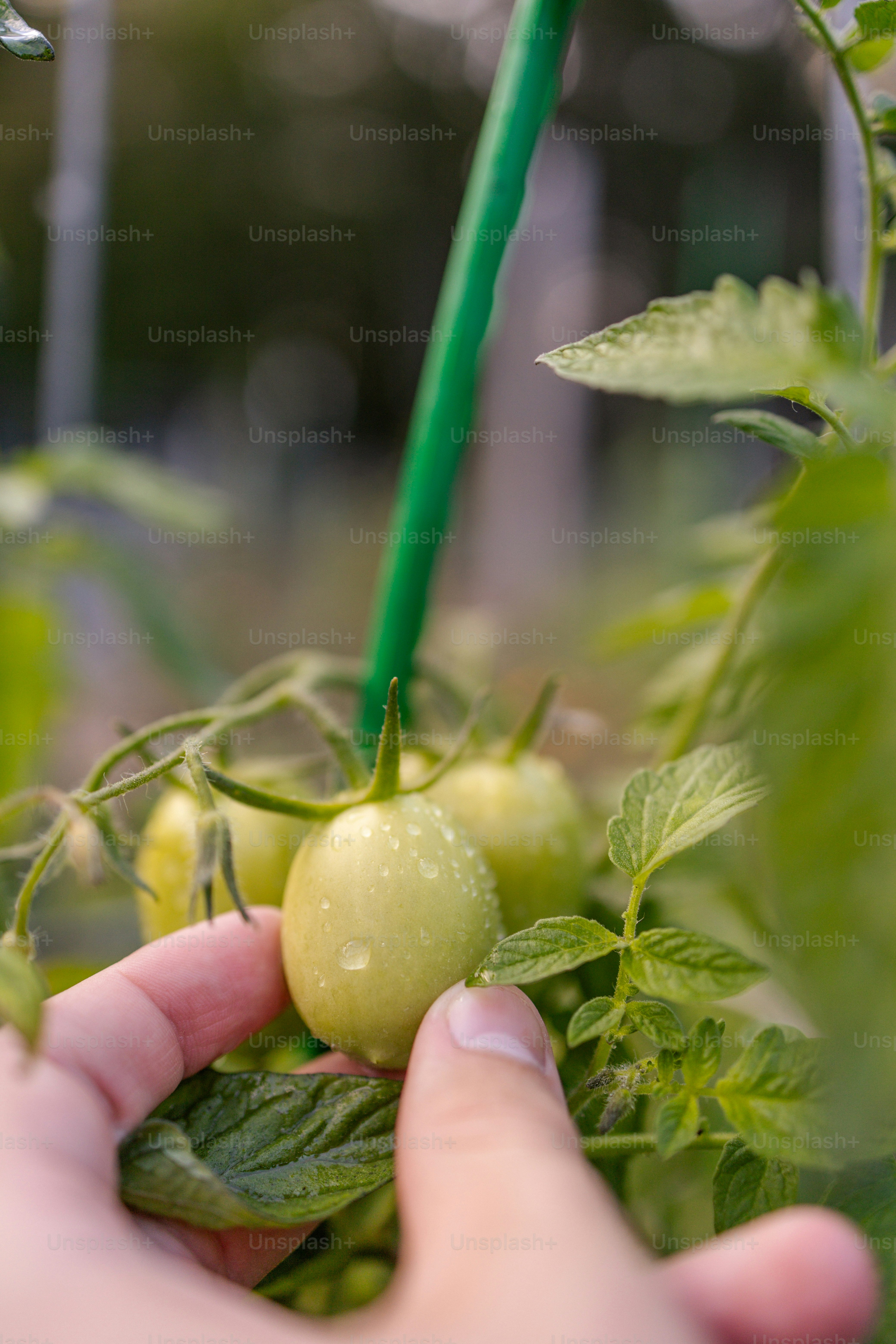 una persona sosteniendo una planta verde en la mano