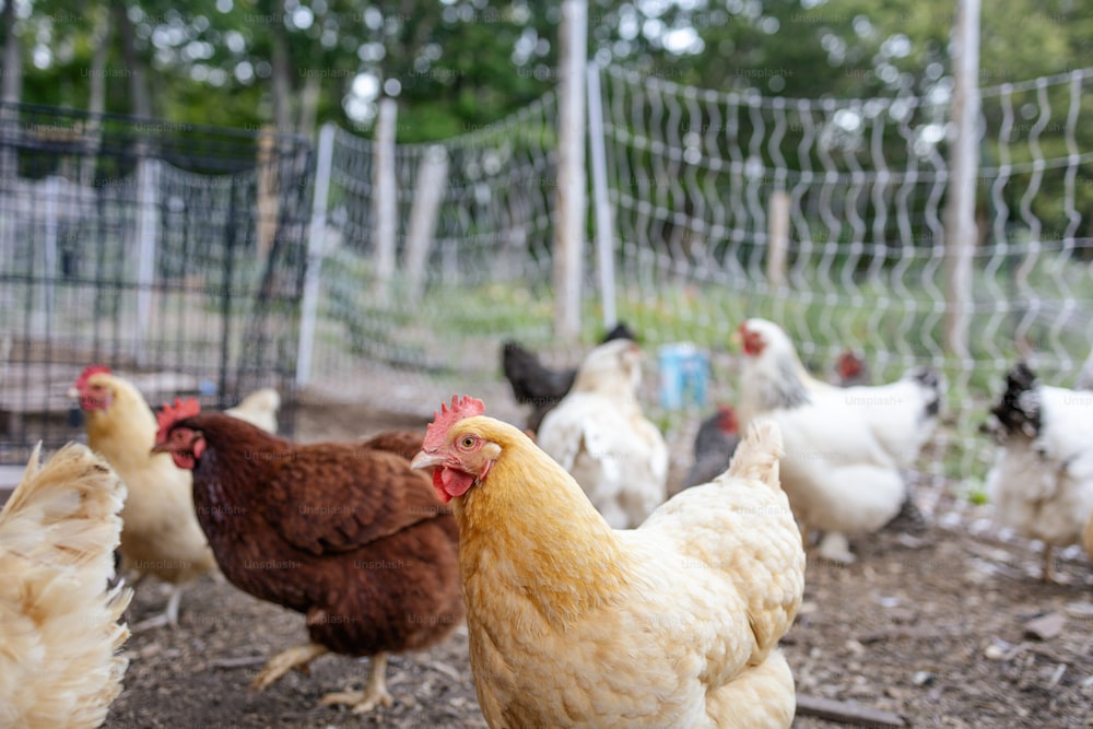 Un grupo de pollos parados en un área cercada