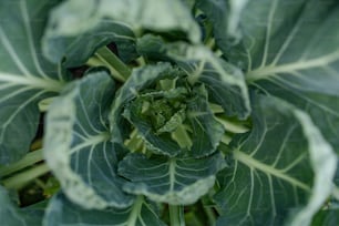 a close up of a green leafy plant