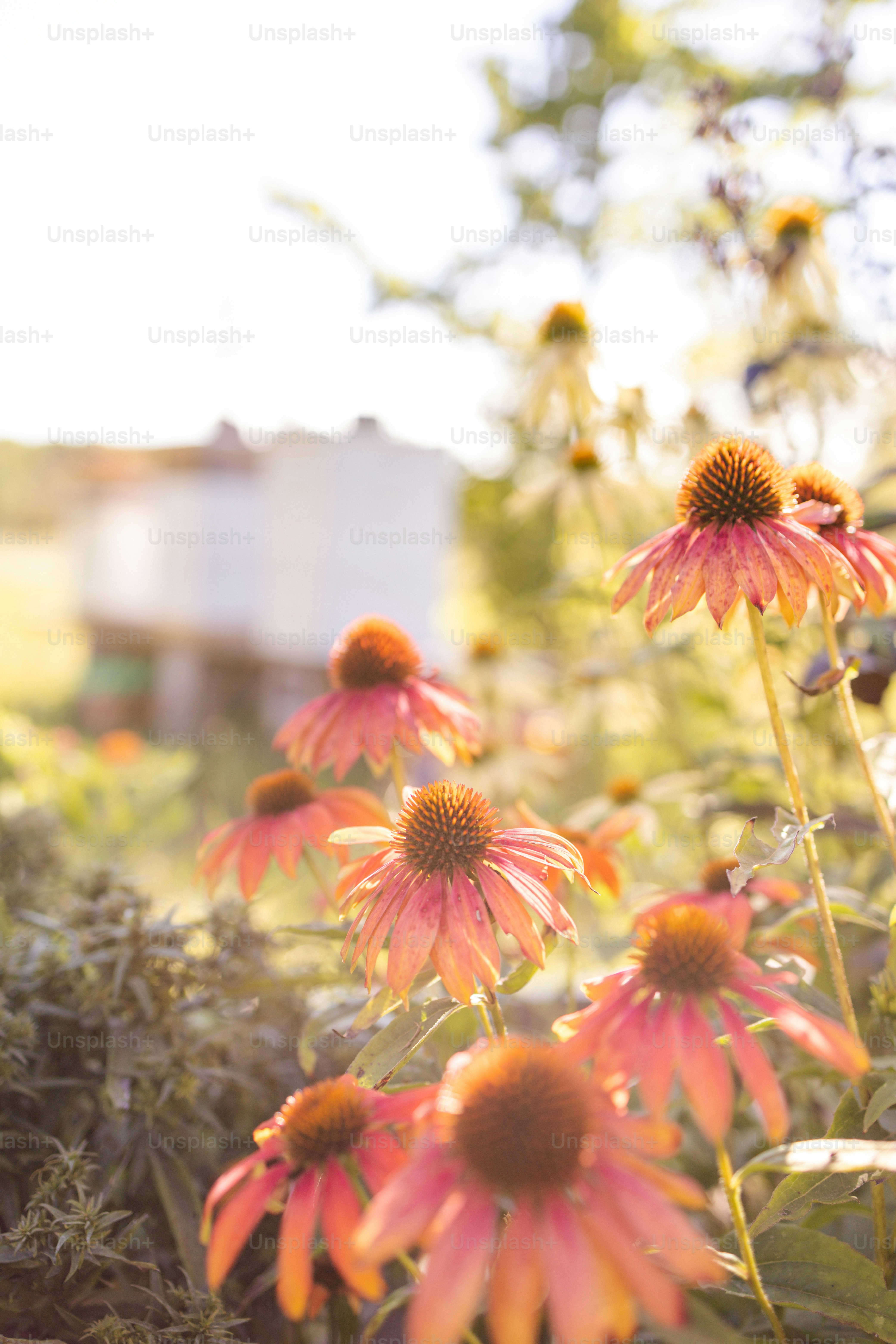 a field of flowers with a building in the background