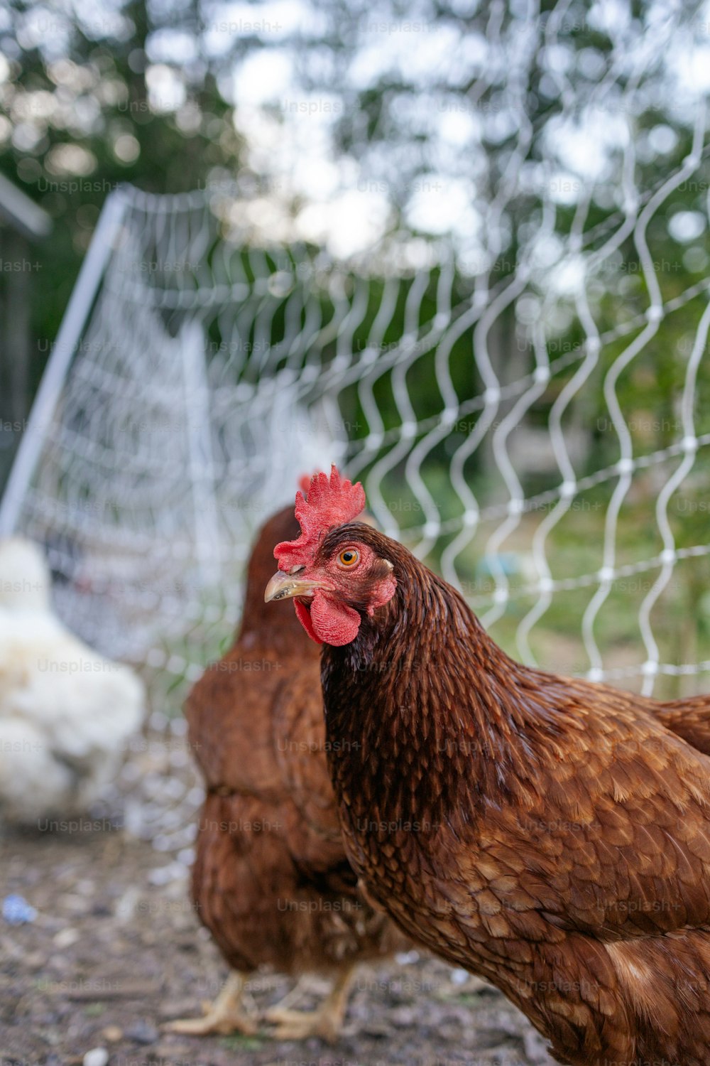 500+ Hen Pictures [HD] | Download Free Images on Unsplash