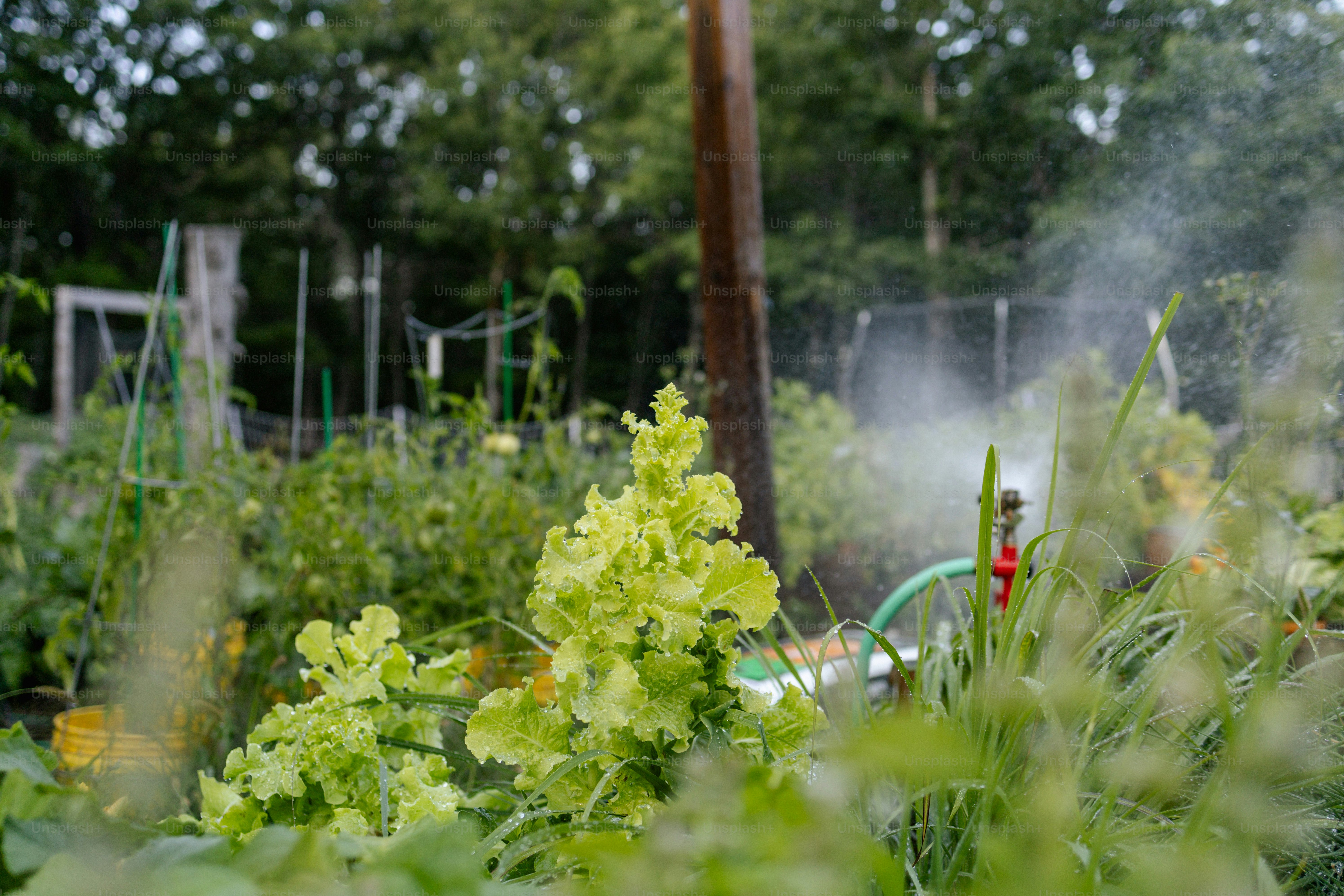 a garden filled with lots of green plants
