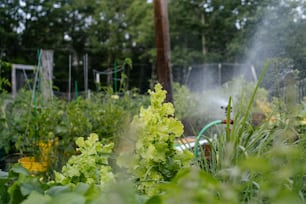 a garden filled with lots of green plants