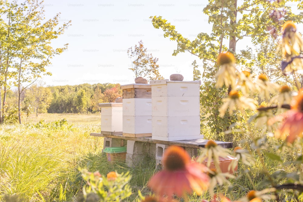 a bunch of beehives that are in the grass