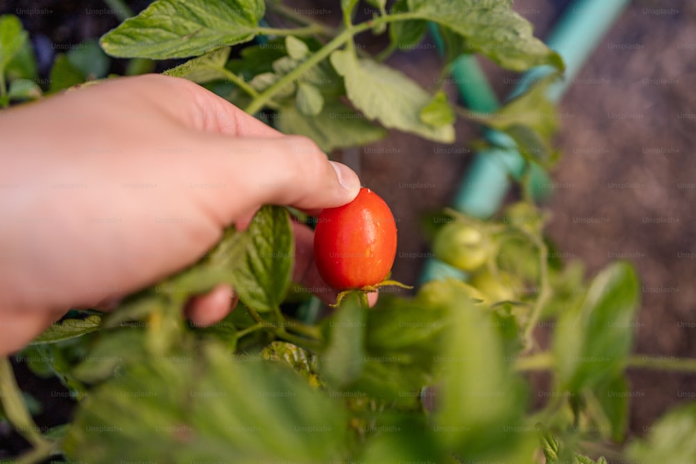 a person picking a tomato off of a plant