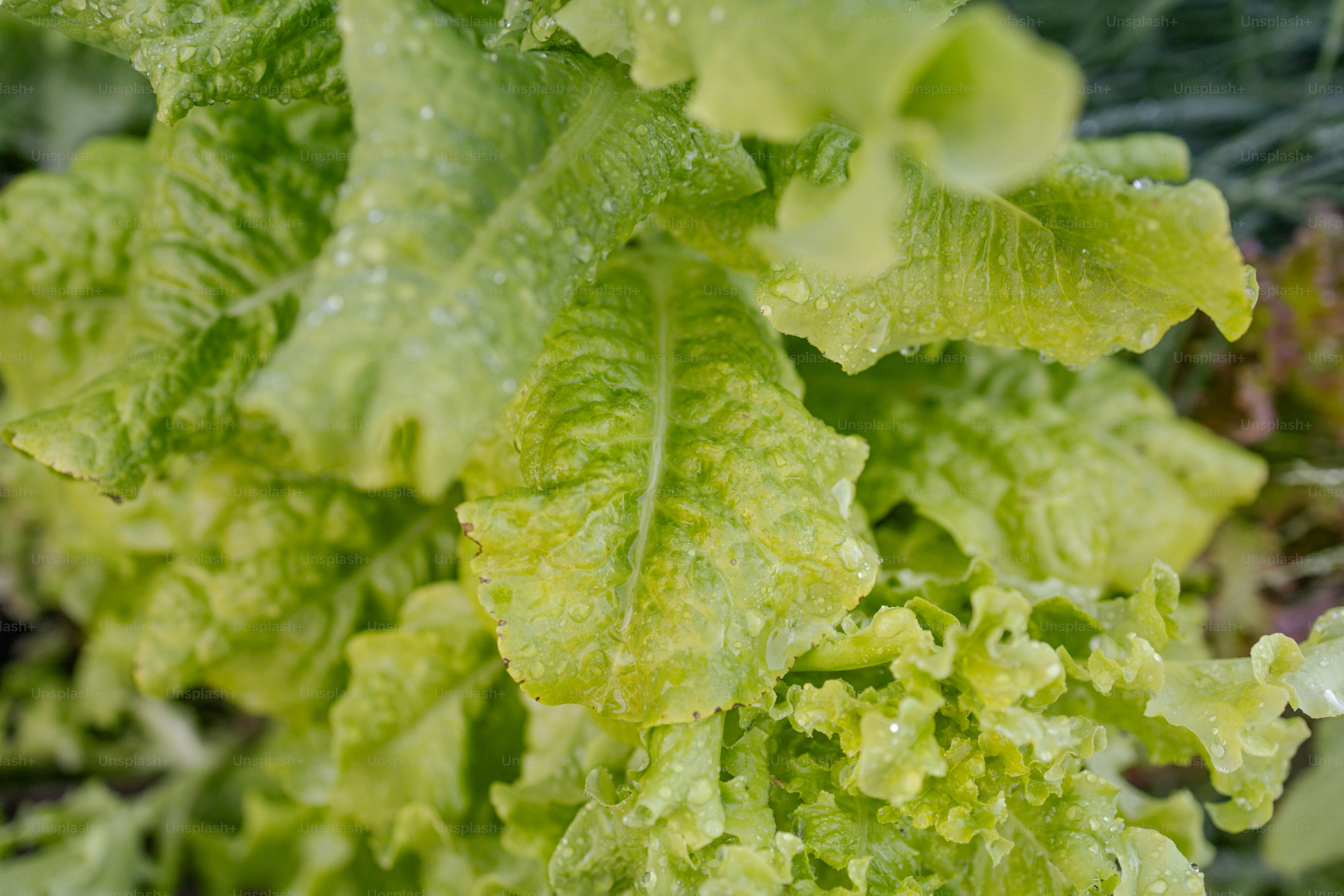 a close up of a green leafy plant