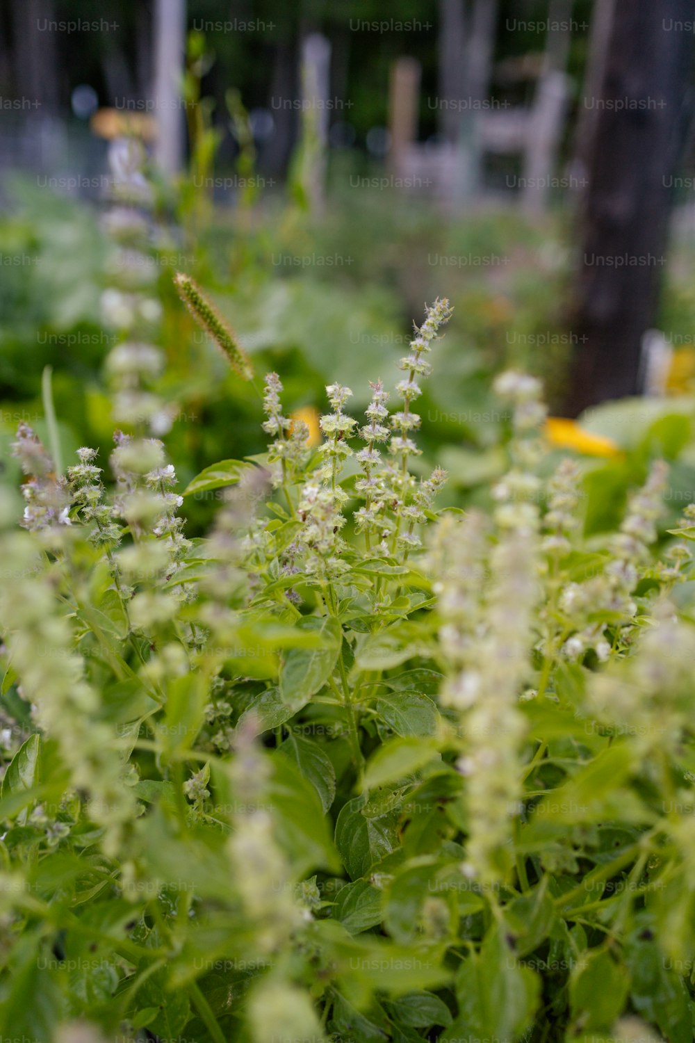 Gros plan d’un bouquet de fleurs dans un champ