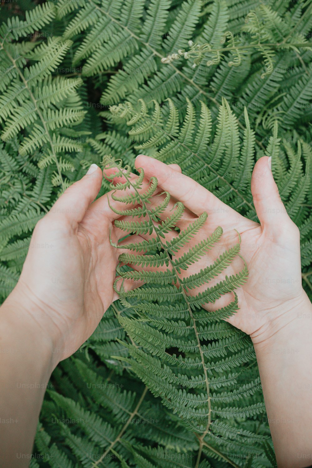 a person holding a fern leaf in their hands