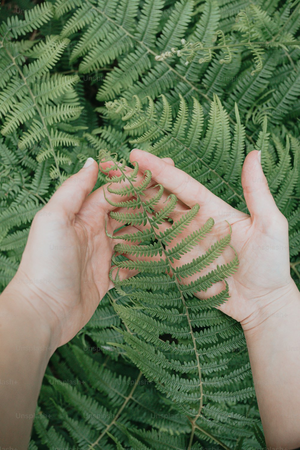 a person holding a fern leaf in their hands