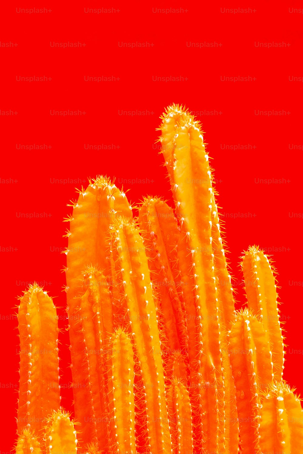 Eine Nahaufnahme einer Kaktuspflanze mit rotem Hintergrund