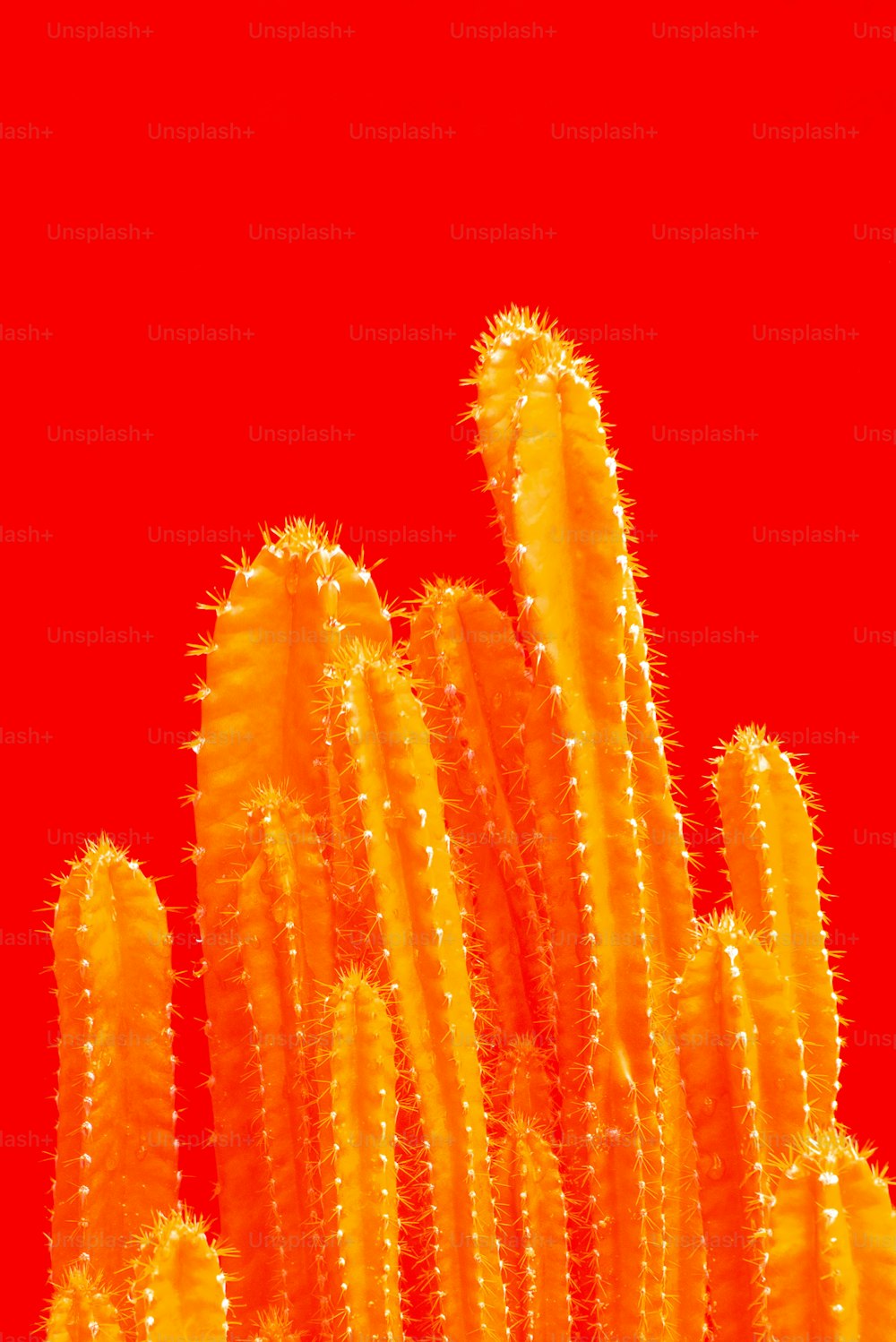 a close up of a cactus plant with a red background