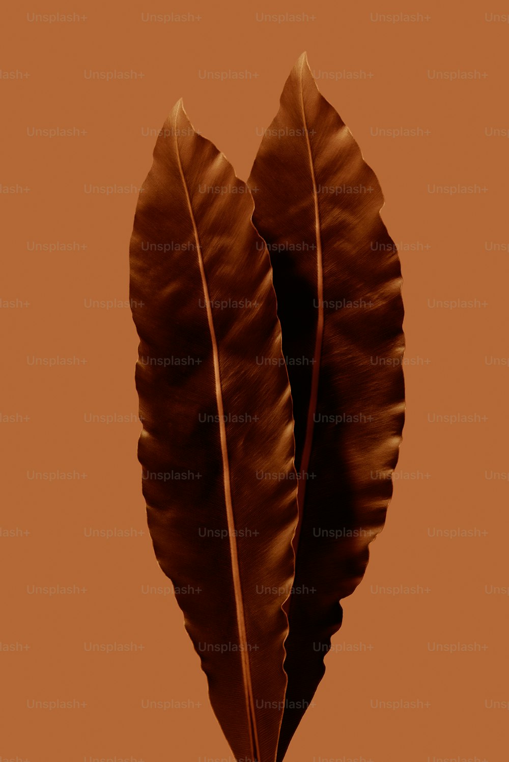 two brown leaves on a brown background