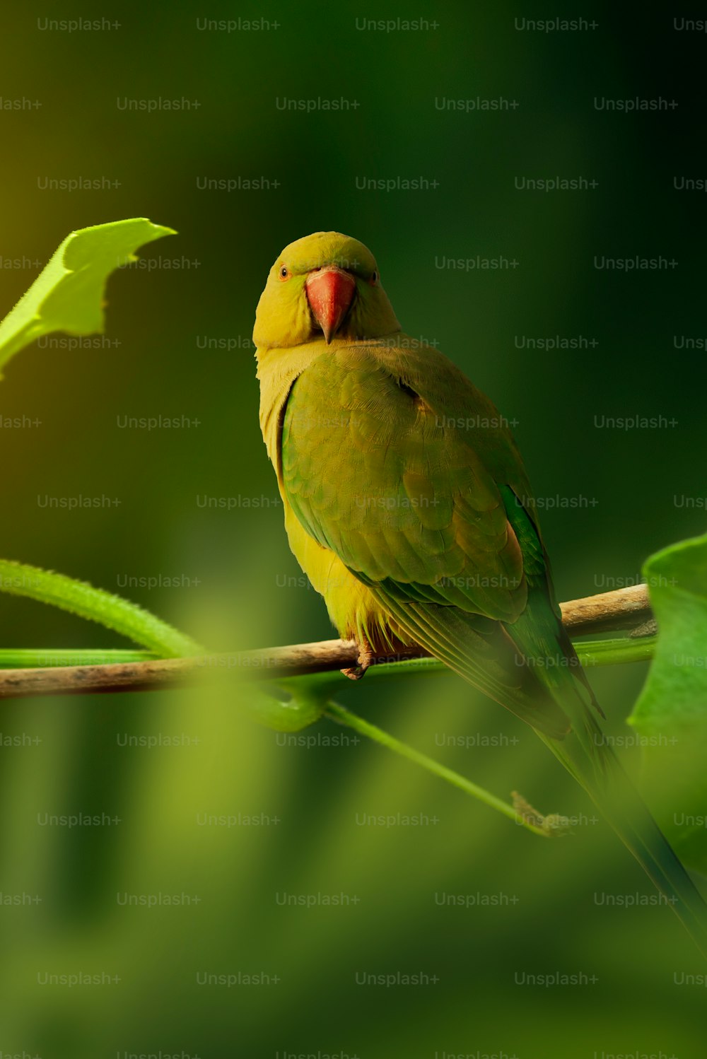 ein gelber und grüner Vogel, der auf einem Ast sitzt