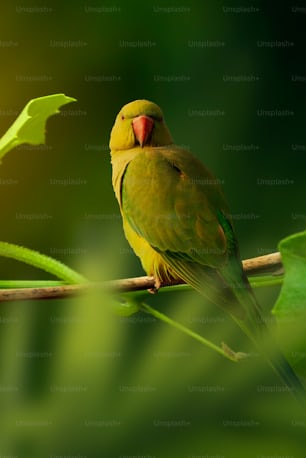 a yellow and green bird sitting on a branch