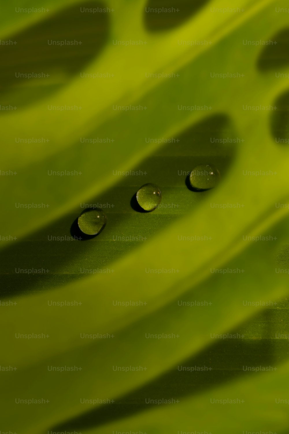 um close up de gotículas de água em uma folha