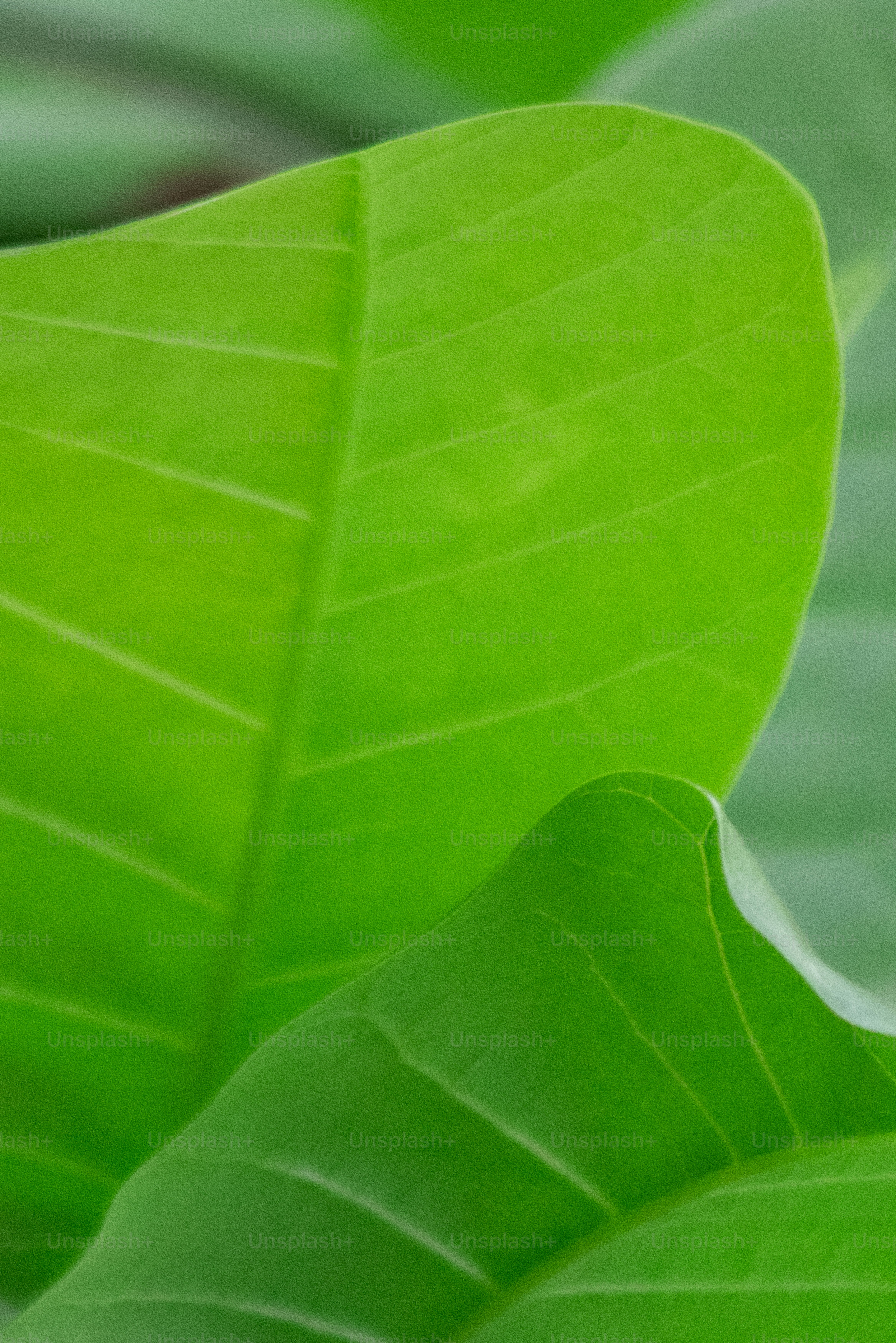 un primo piano di una grande foglia verde