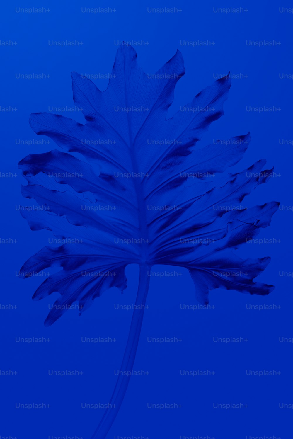 a large blue leaf is shown against a blue background